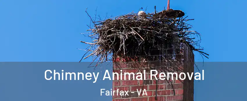 Chimney Animal Removal Fairfax - VA