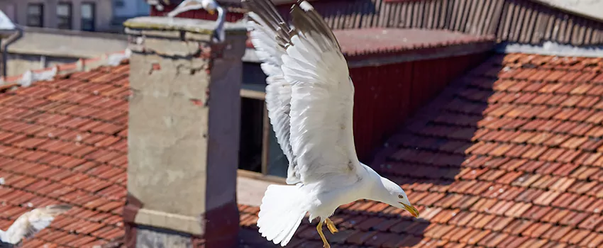 Residential Chimney Animal Removal Solution in Fairfax, VA